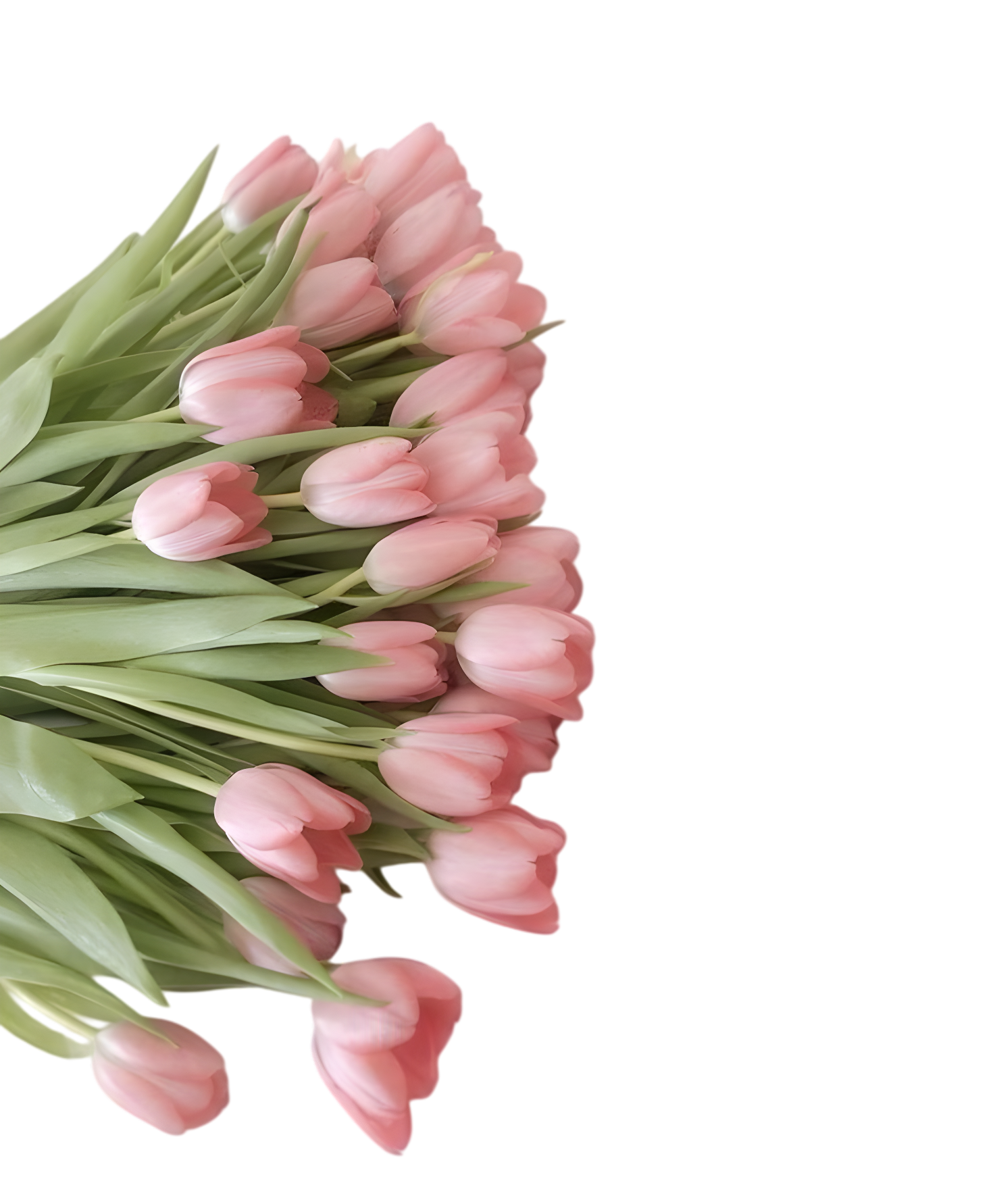 Букет тюльпанов